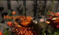 Menyingkap Rasa dan Keunikan di Balik Selain Jalalive Apalagi